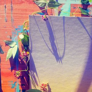 Meet your Posher, Jolie